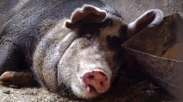 A big pig lies near the trough with food, chewing something sticking out her tongue - Footage, Video