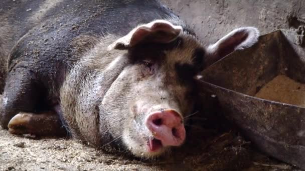 The pig yawns, a pig lying on the floor near the trough, opens its mouth wide to yawn - Footage, Video