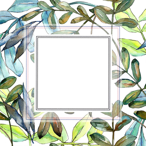 Watercolo green acacia leaves. Leaf plant botanical garden floral foliage. Frame border ornament square. Aquarelle leaf for background, texture, wrapper pattern, frame or border. - Photo, Image