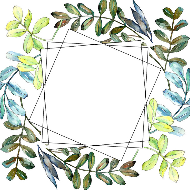 Watercolo green acacia leaves. Leaf plant botanical garden floral foliage. Frame border ornament square. Aquarelle leaf for background, texture, wrapper pattern, frame or border. - 写真・画像