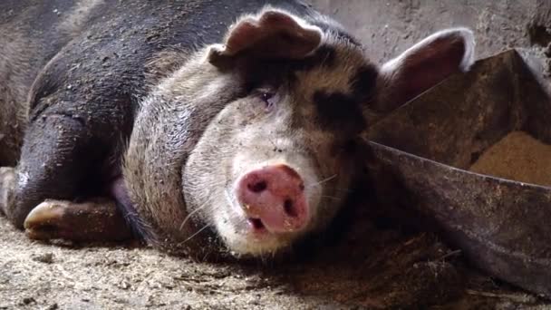 ein großes Schwein liegt in der Nähe der Tränke mit Futter und kaut etwas, das ihre Zunge herausstreckt - Filmmaterial, Video