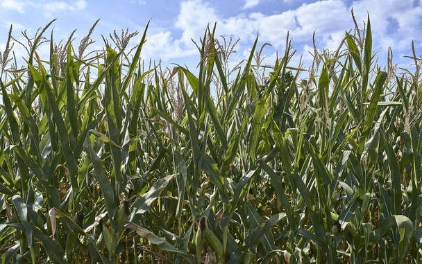 Gospodarstwo kukurydzy w Europie - Zdjęcie, obraz