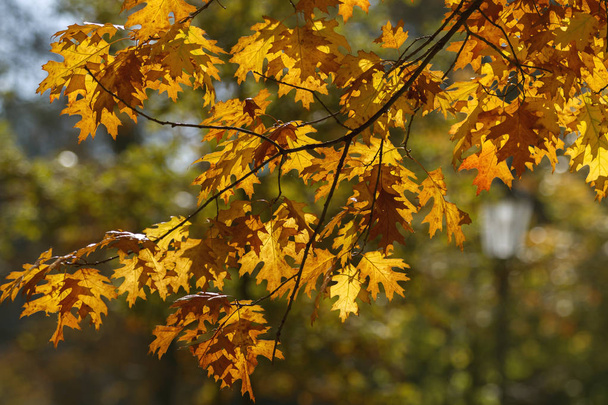 Beautiful autumn branch on the background blurred foliage. - Photo, Image