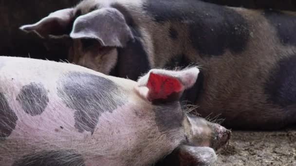 Dos cerdos grandes en una pocilga, cerdos descansan en un piso sucio en una pocilga
 - Metraje, vídeo