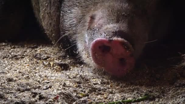 The pig breathes its snout, the pigs muzzle. Pig nose - Footage, Video