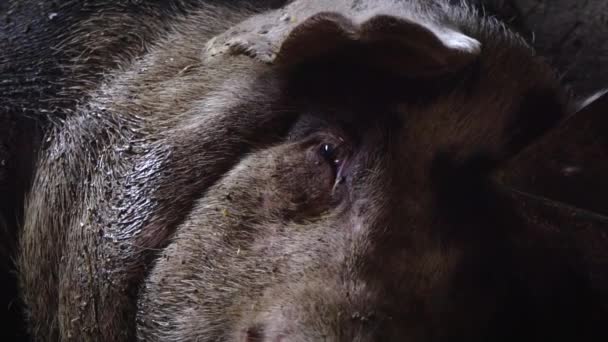 The pig breathes its snout, the pigs muzzle. Pig nose - Footage, Video