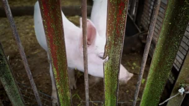 Két kis fehér malac a disznóól mögött a kerítés fém rudak malacok - Felvétel, videó