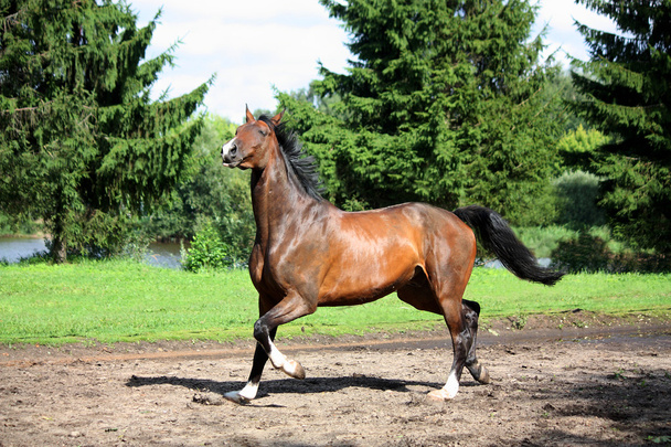 Bay horse trotting at the meadow - Photo, Image