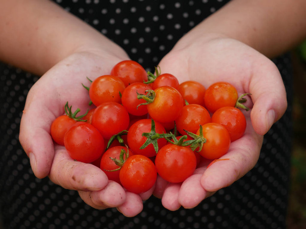 herry tomatoes in hands - Φωτογραφία, εικόνα
