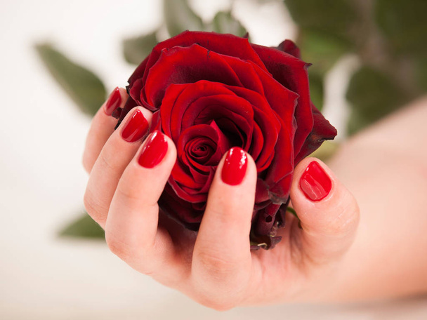 Zenske ruky s červeným manikúra drží růžový květ - Fotografie, Obrázek
