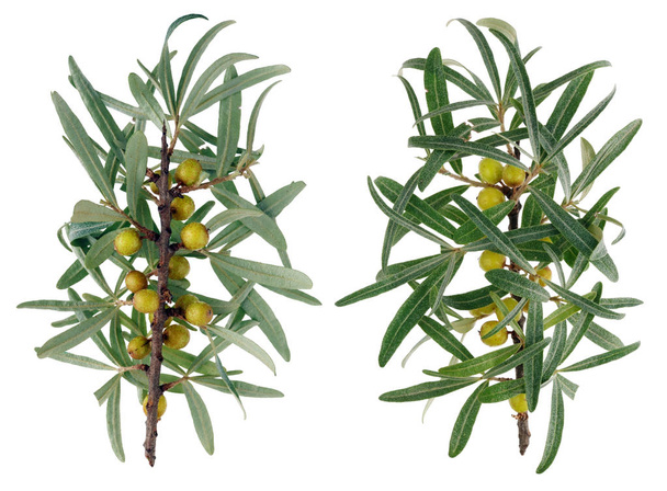 Unripe  summer berries of sea buckthorn on branches with leaves - a view from two sides. - Photo, Image