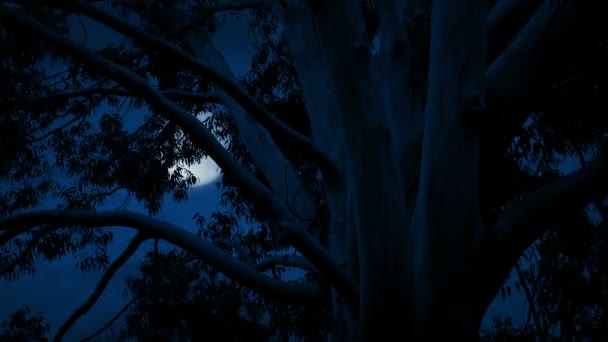 Mond hinter großem Baum im Wind - Filmmaterial, Video