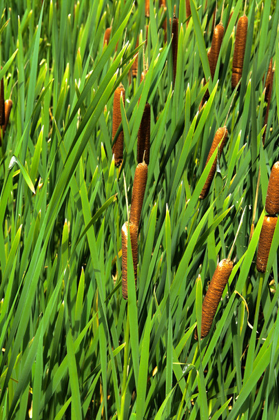 Πράσινες λεπτομέρειες από χρωματιστά φυτά Typha, που ονομάζεται επίσης καλάμι στη λίμνη. Καλάμια χρησιμοποιούνται για ύφανση οικιακής χρήσης τσάντες, καλάθια, χαλιά, χαλιά, καθώς και για διακοσμητικό φινίρισμα της καλαθοπλεκτικής από ένα αμπέλι. - Φωτογραφία, εικόνα