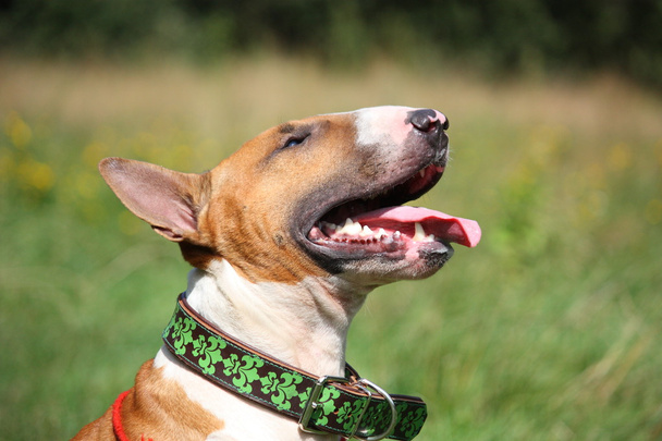 Friendly red and white bull terrier portrait - Photo, Image