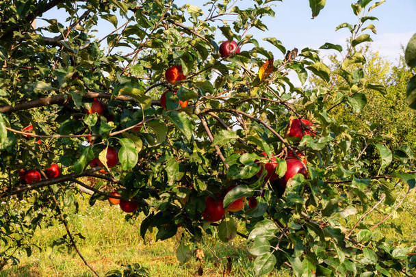 Manzano. Hermosas manzanas grandes y picantes maduran en el jardín de manzanas
 - Foto, imagen