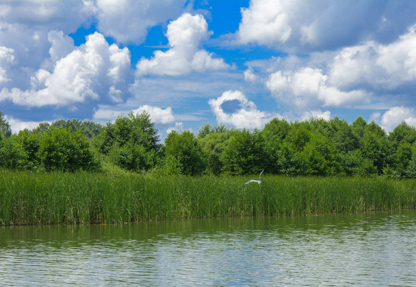 A garça branca do rio voa alto acima da cana em um fundo de vegetação verde, céu azul e nuvens brancas
. - Foto, Imagem