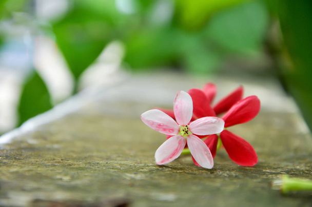 Rangún enredadera con flores rojas y fragante, que se encuentra en Asia
. - Foto, imagen