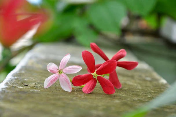 Rangum trepadeira videira com flores vermelhas e perfumado, que é encontrado na Ásia
. - Foto, Imagem
