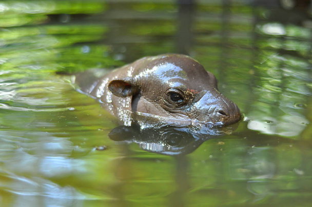 Bebé pigmeo hipopótamo estaba levantando la cabeza emergió del agua para respirar
. - Foto, Imagen
