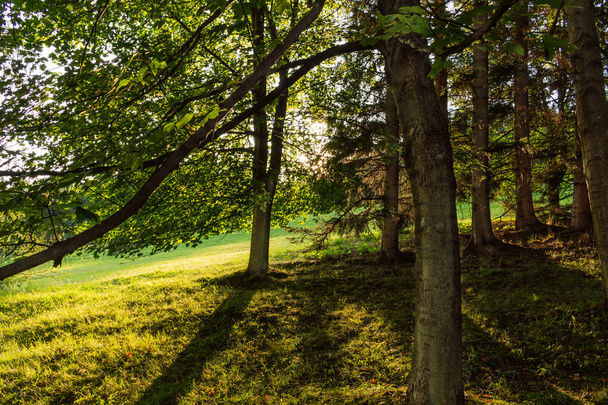 Осінній пейзаж з осінніми деревами в парку. Осіння природа - жовтий осінній парк в осінню сонячну погоду. Мальовничий осінній вид на осінній парк. Застосовується м'який фокус. Осіння природа на сонячному світлі
 - Фото, зображення