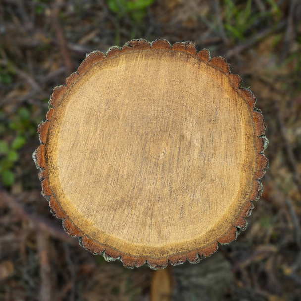 Έννοια της αποψίλωσης των δασών. Κούτσουρο διατομή του πεύκο μετά την κοπή κάτω - Φωτογραφία, εικόνα