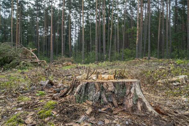 Η ιδέα της αποψίλωσης. Αποκόμματα, κορμοί και κλαδιά δέντρων μετά την κοπή του δάσους - Φωτογραφία, εικόνα