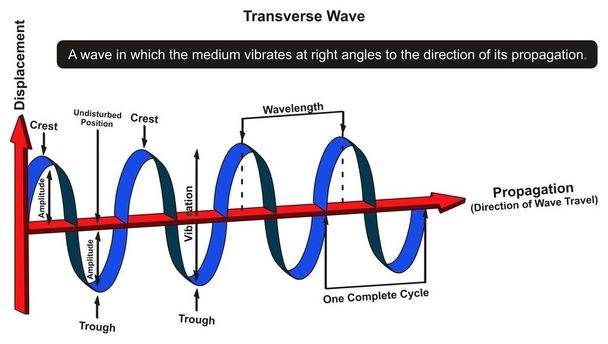 Diagramma infografico a onda trasversale che mostra la struttura con asse di spostamento e propagazione con tutte le parti compreso cresta attraverso ampiezza lunghezza d'onda di vibrazione ciclo completo per l'educazione della scienza fisica
 - Vettoriali, immagini