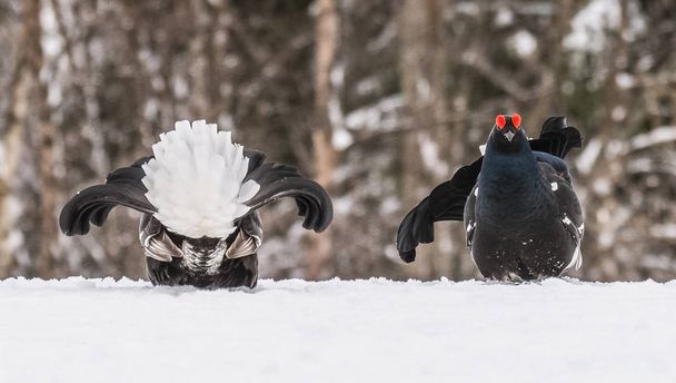 Two male Black Grouse fight - Photo, Image