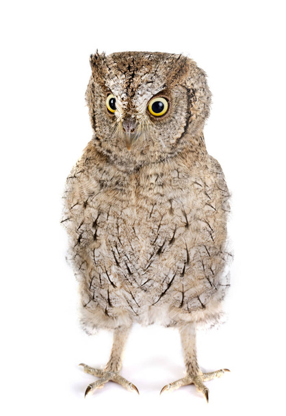 Eurasian scops owl in front of white background - Foto, afbeelding