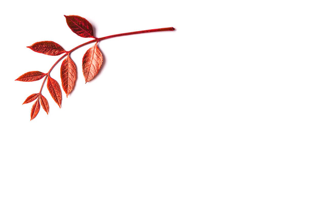 Piros igazi őszi levél. Dekorációs elem design esküvői kártyák, Valentin-nap, üdvözlőlapok, sárga háttér - Fotó, kép