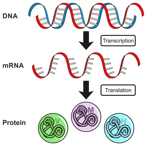 Central Dogma of Gene Expression infographic diagram showing the process of transcription and translation from DNA to RNA to protein and how it form for genetic science education - Vector, Image