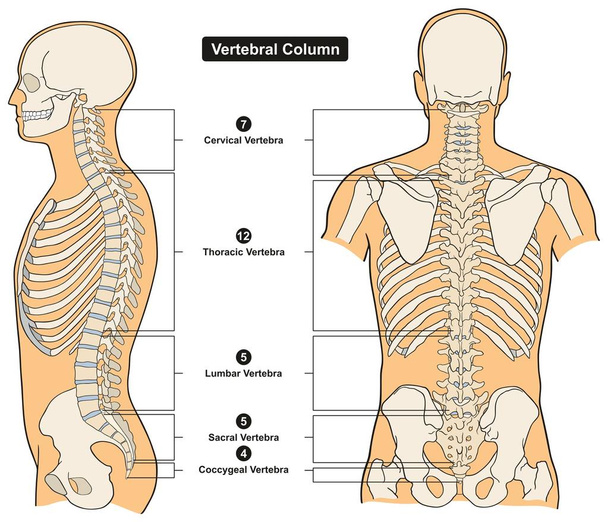 Columna vertebral del cuerpo humano Diagrama infográfico de anatomía incluyendo todas las vértebras cervical torácica lumbar sacro y coccígeo para la educación médica y la salud
 - Vector, Imagen