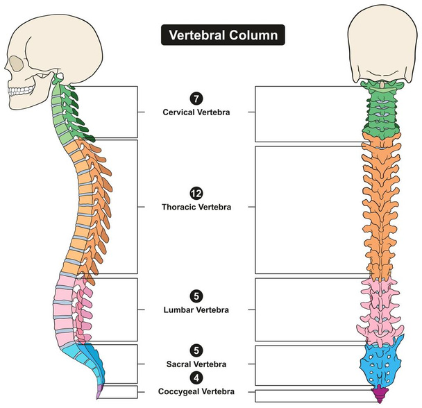 Хребта тіла анатомії людини infograpic діаграми, у тому числі всі хребця шийки торакальної спинномозкова сакрального і епітеліальний медичної науки освіти та охорони здоров'я - Вектор, зображення