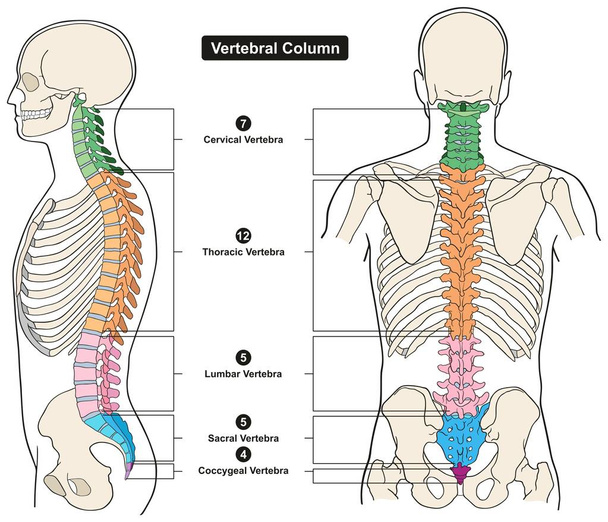 Selkäranka ihmiskehon anatomia infografinen kaavio mukaan lukien kaikki nikama kohdunkaulan rintakehän lannerangan ja häntäluun lääketieteellisen koulutuksen ja terveydenhuollon
 - Vektori, kuva