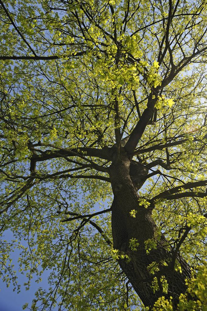 Norway Maple  in April, Nuremberg, Middle Franconia, Bavaria, Germany, Europe - Fotó, kép