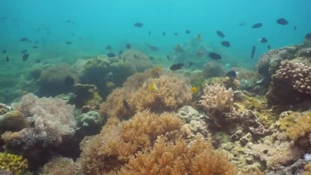 サンゴ礁と熱帯魚。フィリピン、ミンドロ島. - 映像、動画