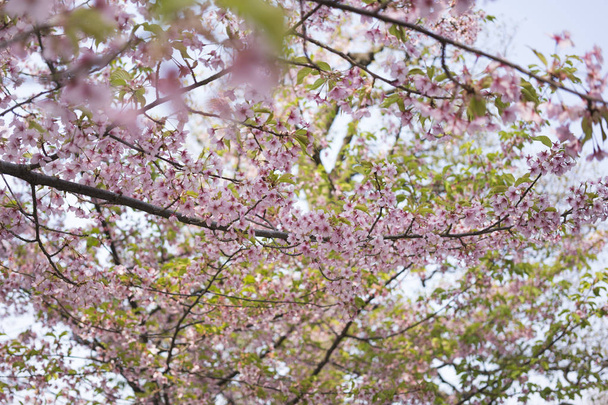 Kwiat wiśni Toji ogród w mieście Kyoto. - Zdjęcie, obraz