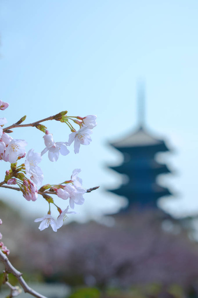 Třešňový květ strom v květu v Japonsku na jaře. - Fotografie, Obrázek