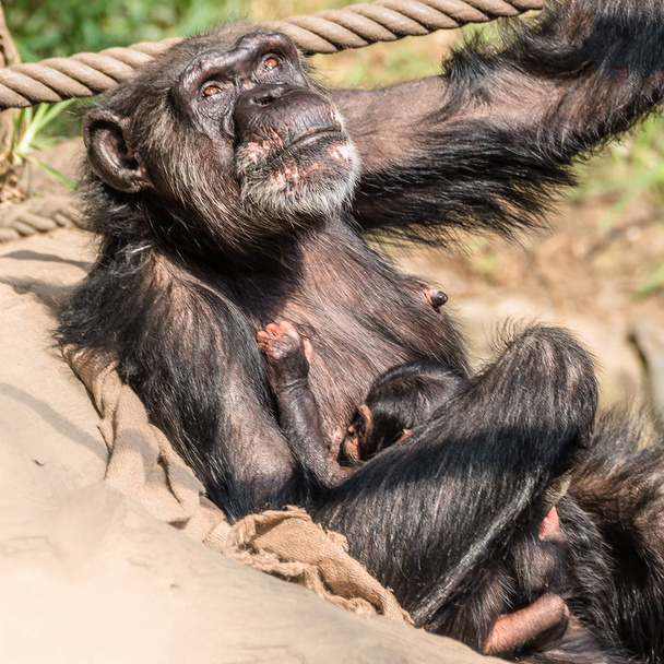 Portrait of mother Chimpanzee with her funny small baby, extreme closeup - Photo, Image