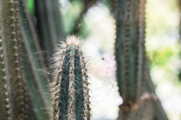 Kaktusz és a tüske a napfény parkban. - Fotó, kép