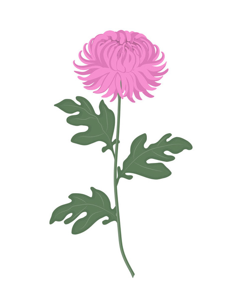 Růžový chryzantéma se zelenými listy na bílém pozadí. Podzimní květiny. Vektorové ilustrace - Vektor, obrázek