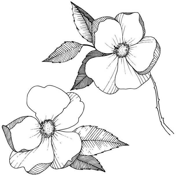 Wild rose in de stijl van een vector geïsoleerd. Volledige naam van de plant: roos. Vector bloem voor achtergrond, textuur, wrapper patroon, frame of rand. - Vector, afbeelding