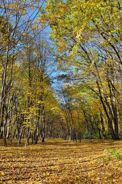 Yellow and red leaves on trees in autumn park - Φωτογραφία, εικόνα