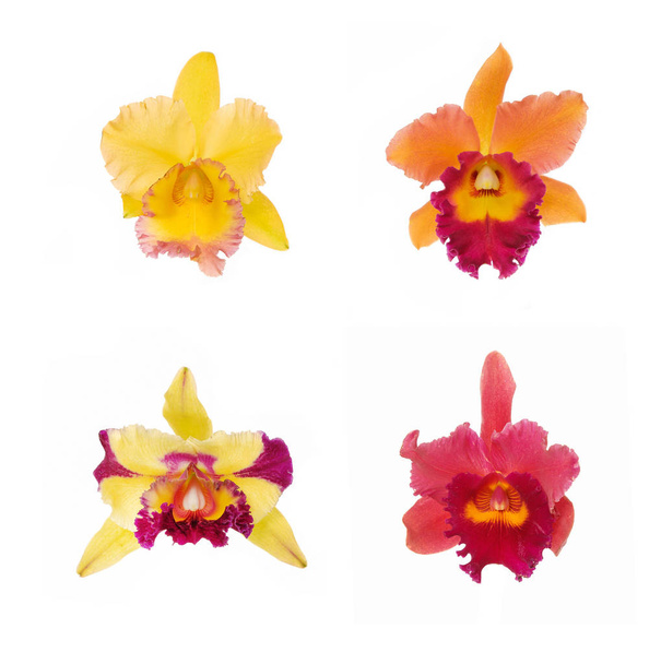 Beyaz üzerine dört orkide çiçek - Fotoğraf, Görsel