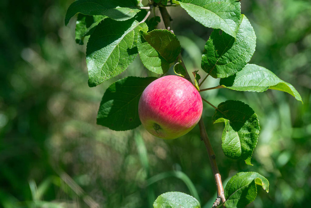 Red ripe apples grows on a branch among the green foliage - Фото, изображение