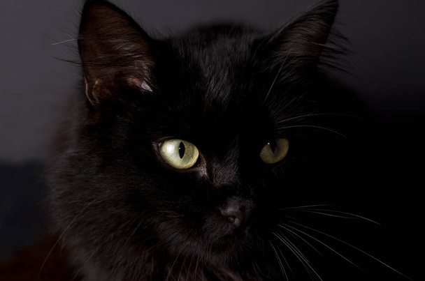 Portrait of a Gorgeous fluffy black cat with bright yellow eyes. - Photo, Image