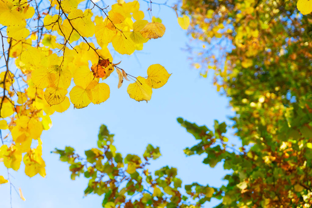 Vibrant fall foliage - Photo, image