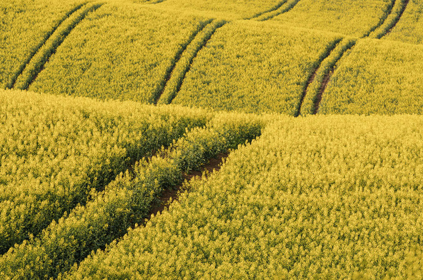Rapeseed yellow field in spring - Foto, Bild
