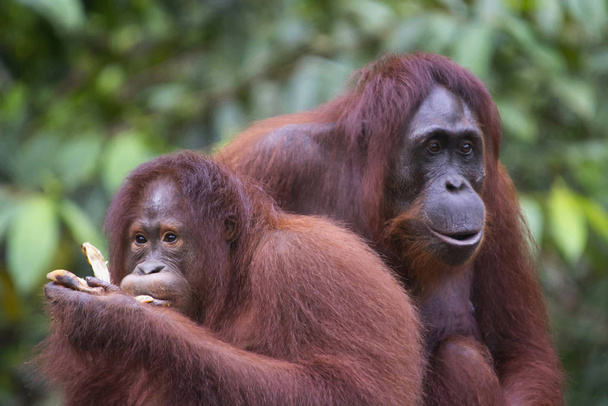 Orangutan, Borneo, Endonezya. Yerel Endonezya, Malezya, onlar sadece yağmur ormanları ve Borneo, Sumatra bulunur. Onlar en büyük insansı maymunlar ağaç, ağaçların içinde zamanlarının çoğunu harcamak - Fotoğraf, Görsel