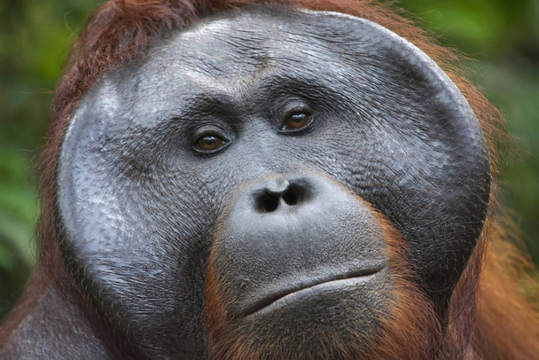 Orangutan, Borneo, Indonesia. Kotoisin Indonesia, Malesia, ne löytyvät vain sademetsien Borneo, Sumatra. Ne ovat eniten puustoa apinoita, viettävät suurimman osan ajastaan puissa
 - Valokuva, kuva